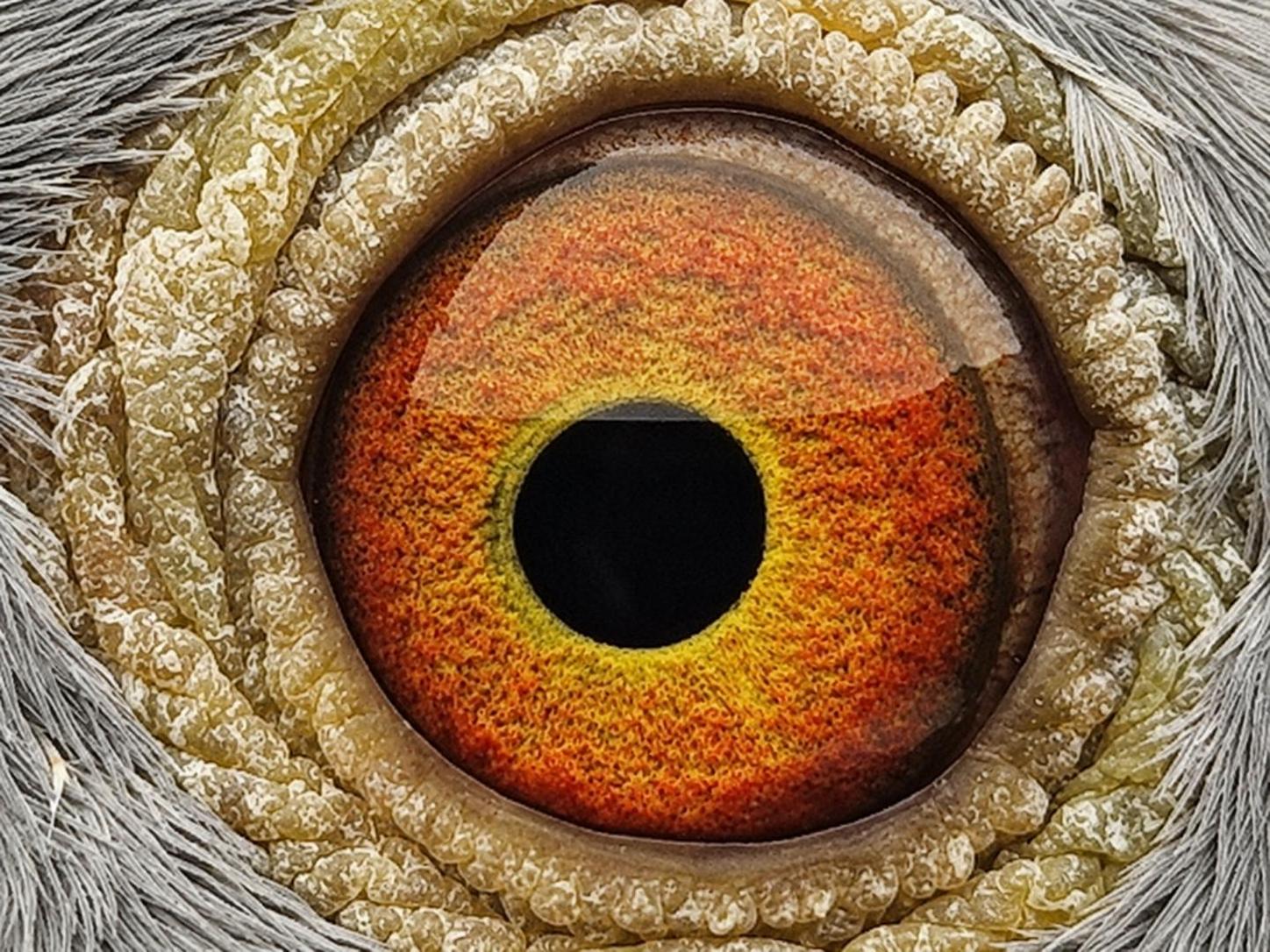 Pigeon eye